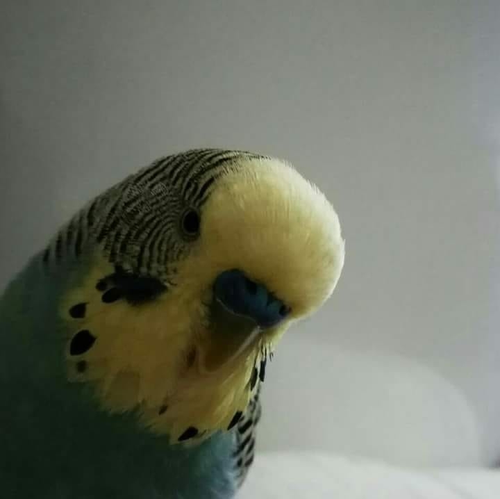 Hasan