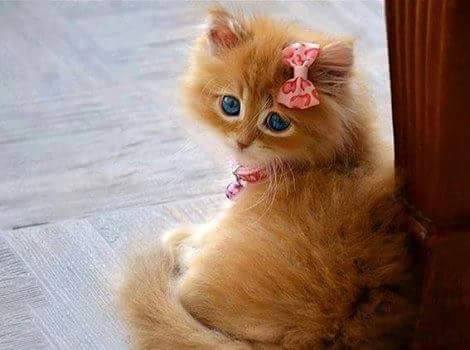 Halime