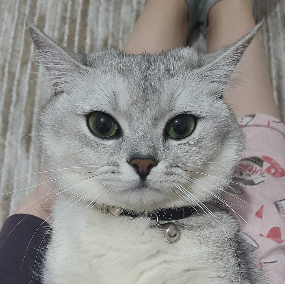 Duygu