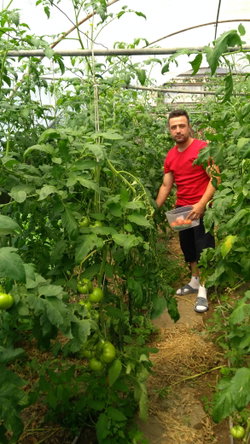 Volkan