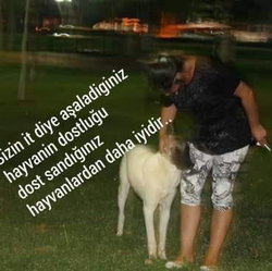 Sibel