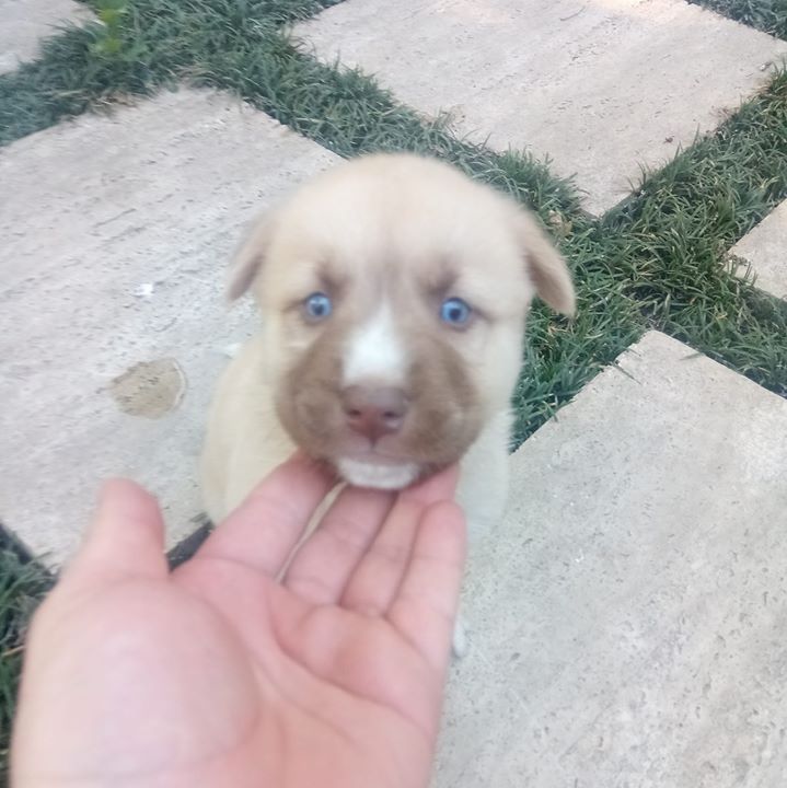 Gökhan