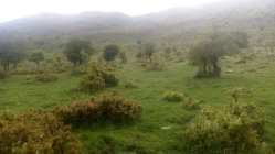 Busra