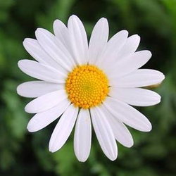 Akdeniz