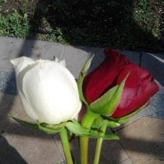 Ceren