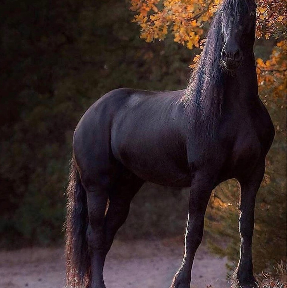 Banu