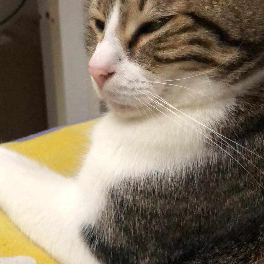 Mıwe