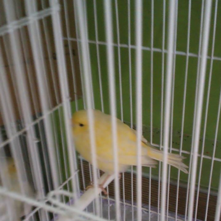Feyyaz
