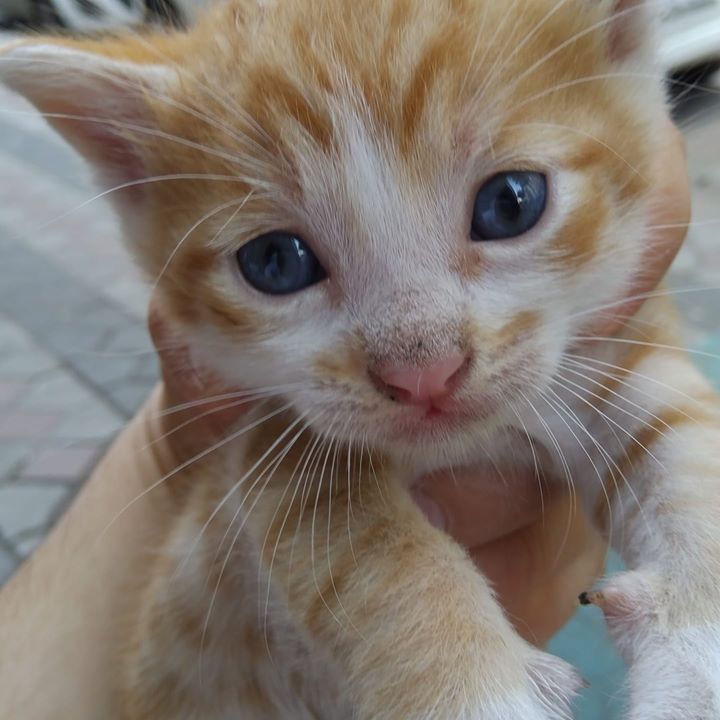 Salih