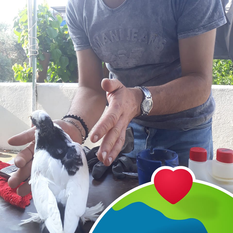 Aykut