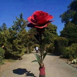 Gürkan