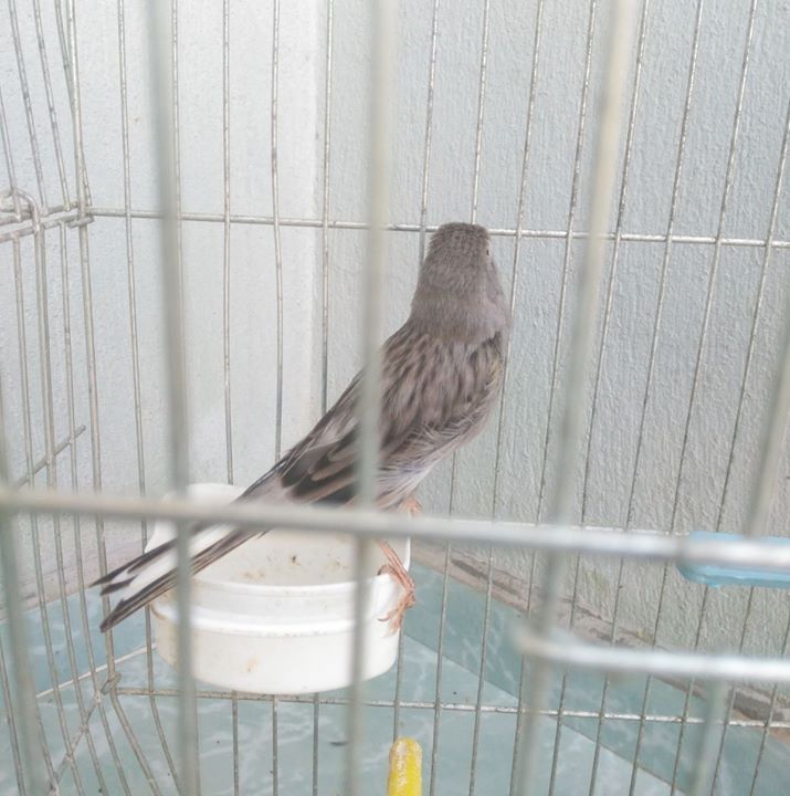 Bircan