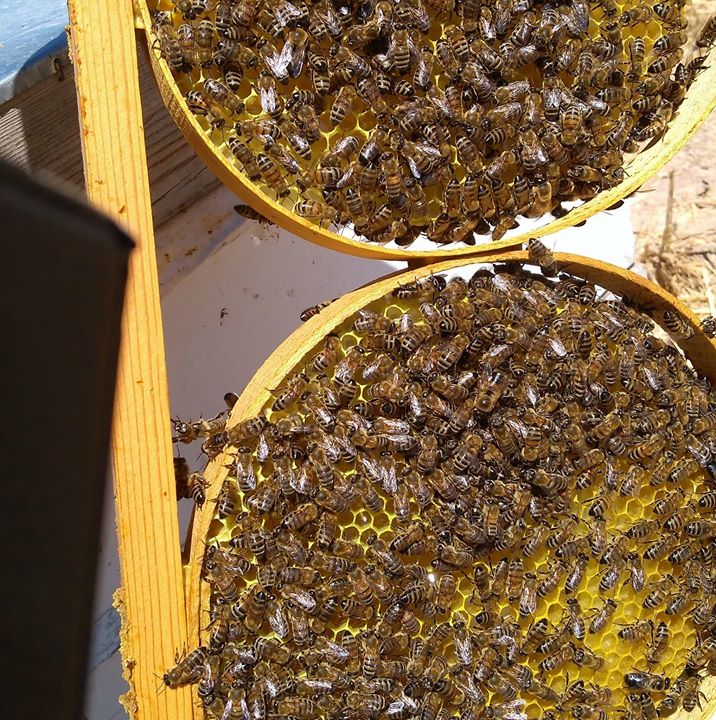 Arıcı