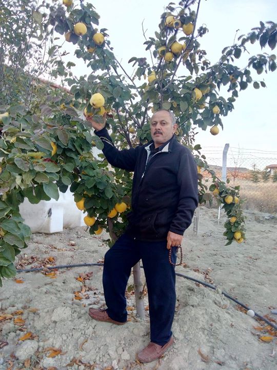 Arif