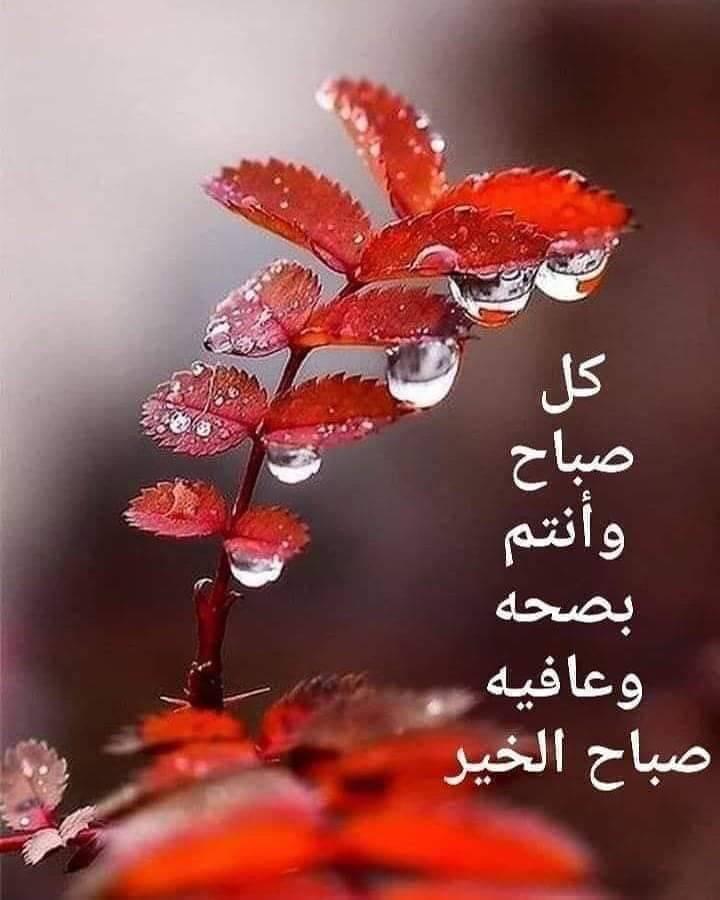 عمدة