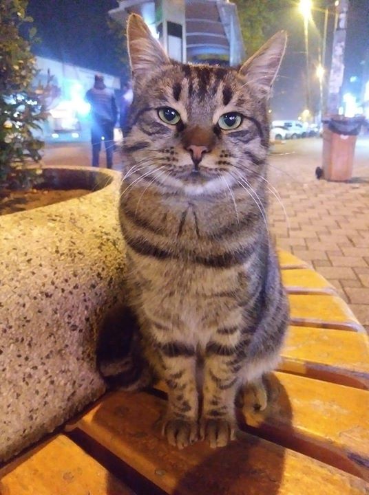 Zaman