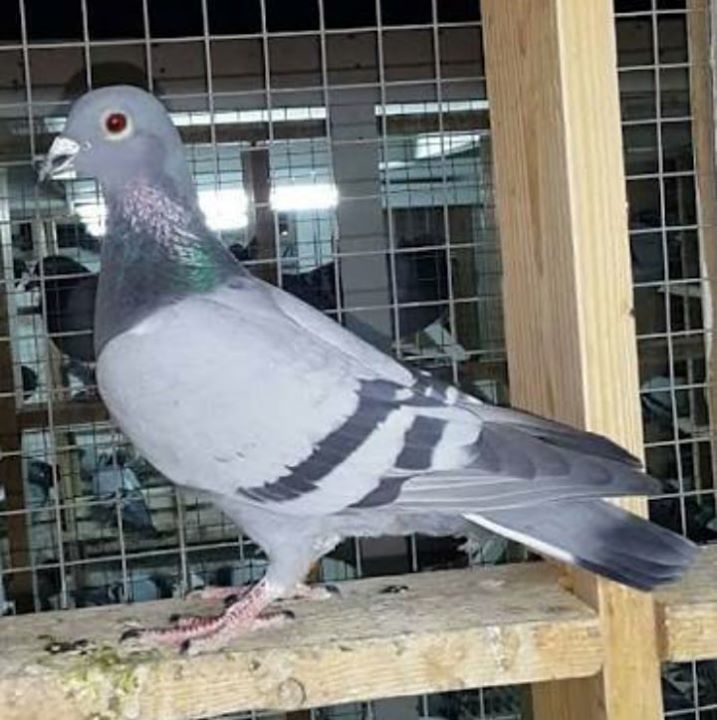 اجنحة