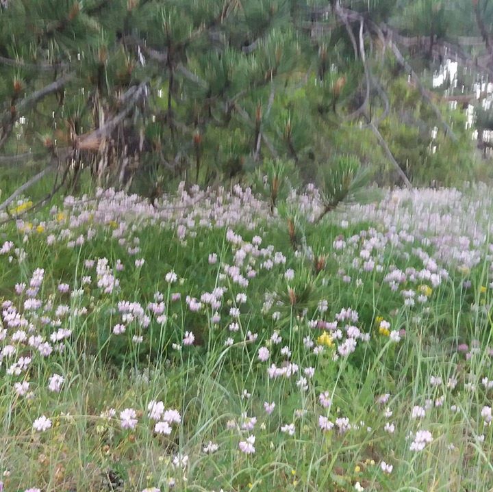 Başkentli