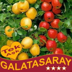 Metin