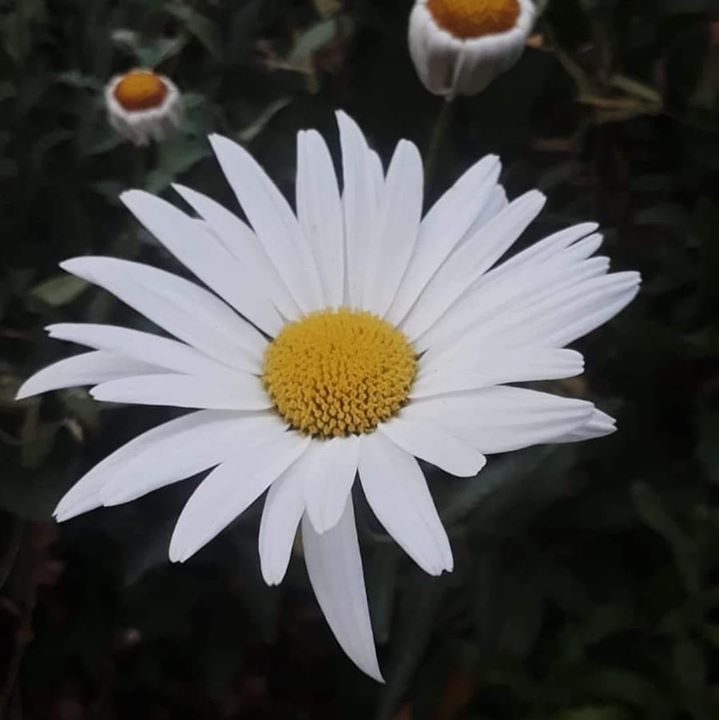 Gülay