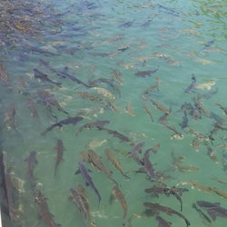 Fatih