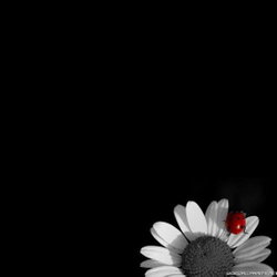 Merve
