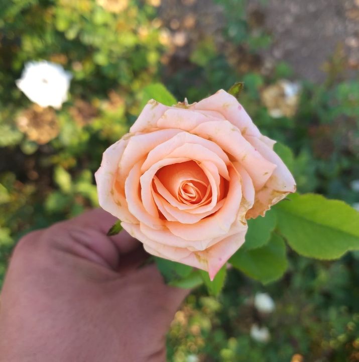 Ömer
