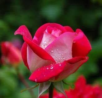 Aslam