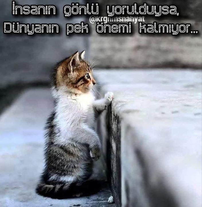 Arif