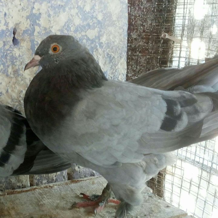 Şahin
