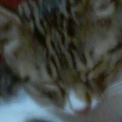 Mertcan