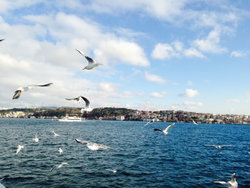 Neslihan