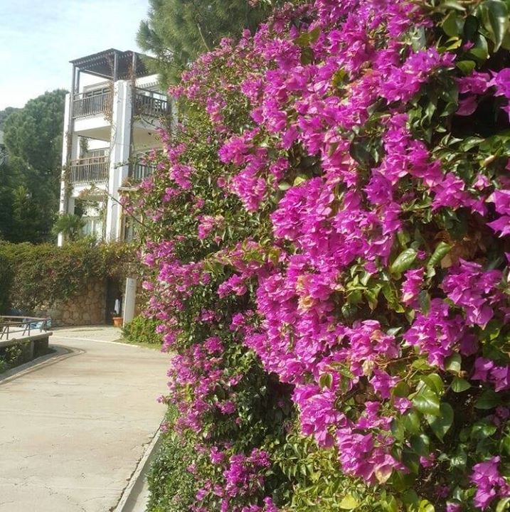 Ayşegül