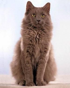 Pisi