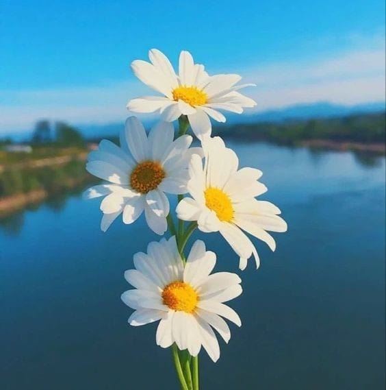 Çiğdem