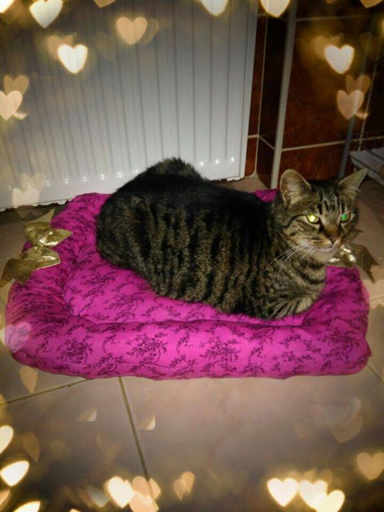 Kuzey