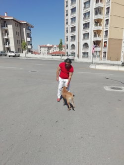 Vehbi