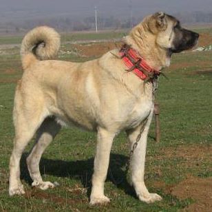Şirin
