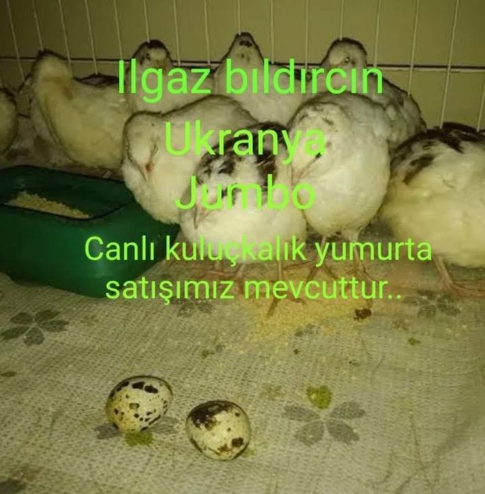 Yalova
