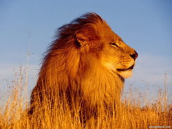 Aslan