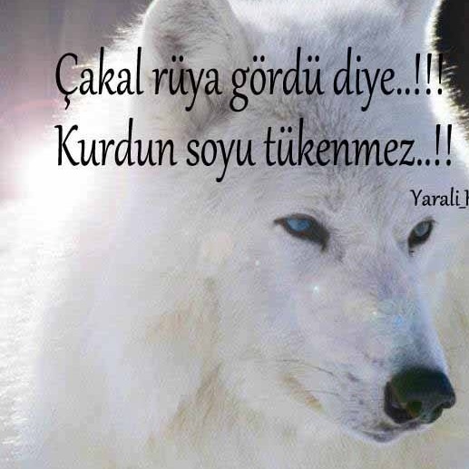Bozkurt