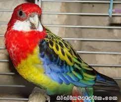 Sezar