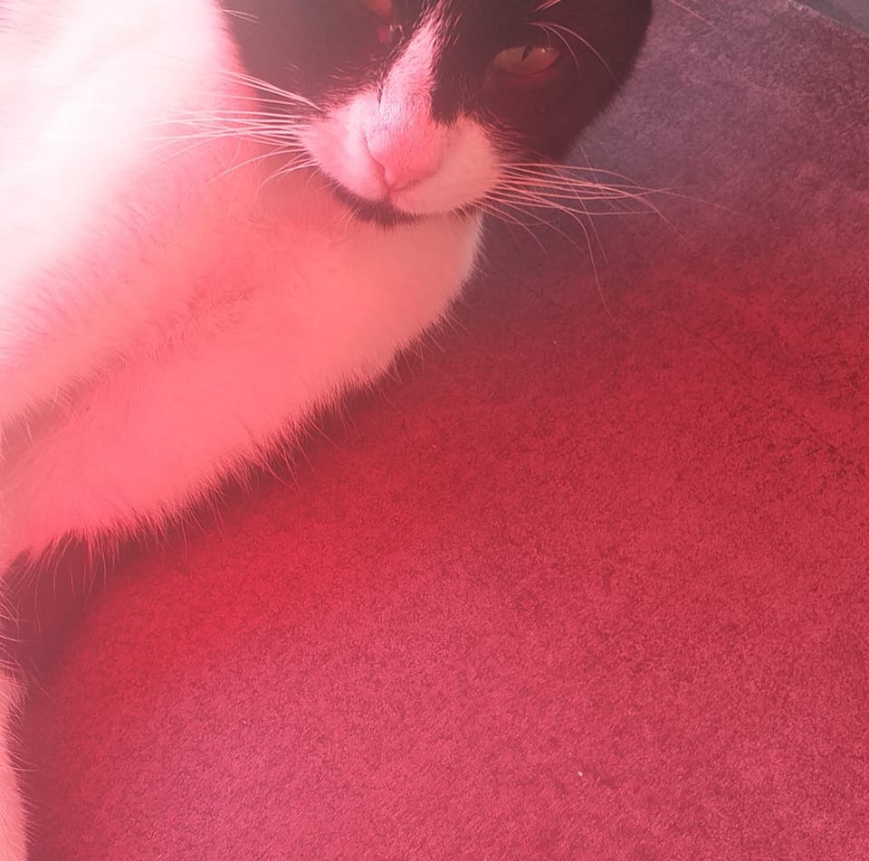 Erol