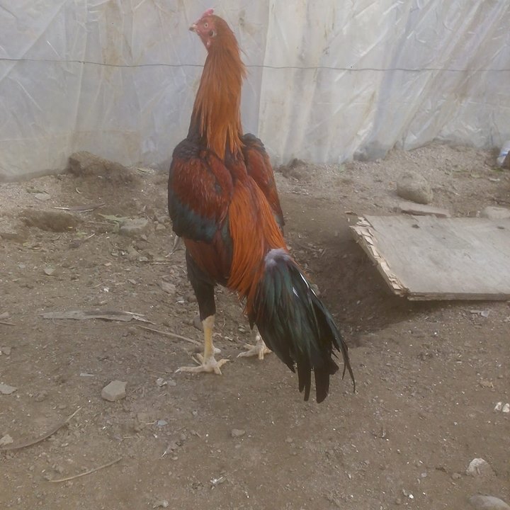 Ömer