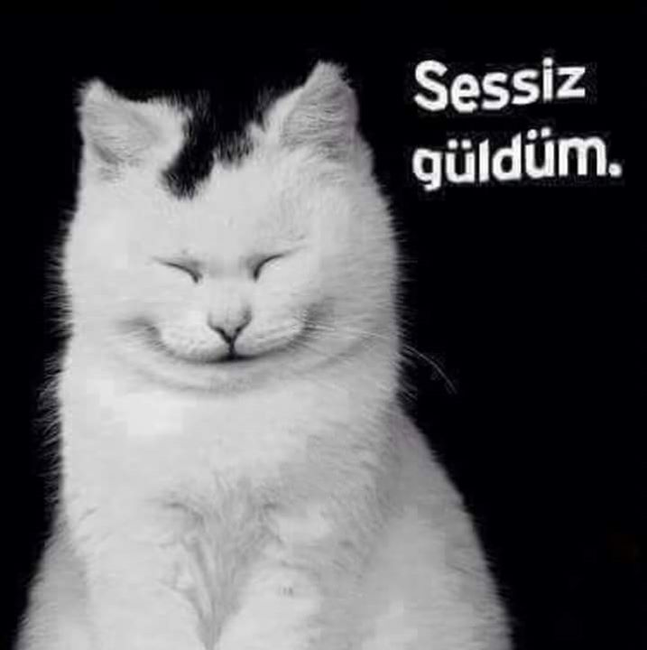 Aysel