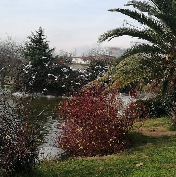 Elif