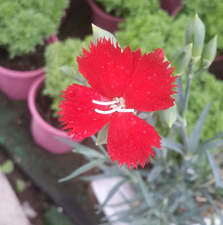 Ozan