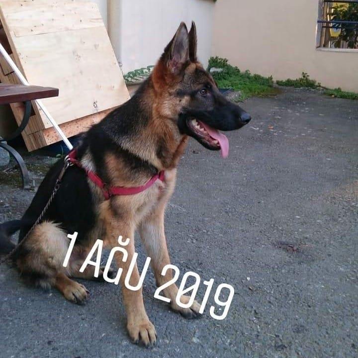 Korkmaz