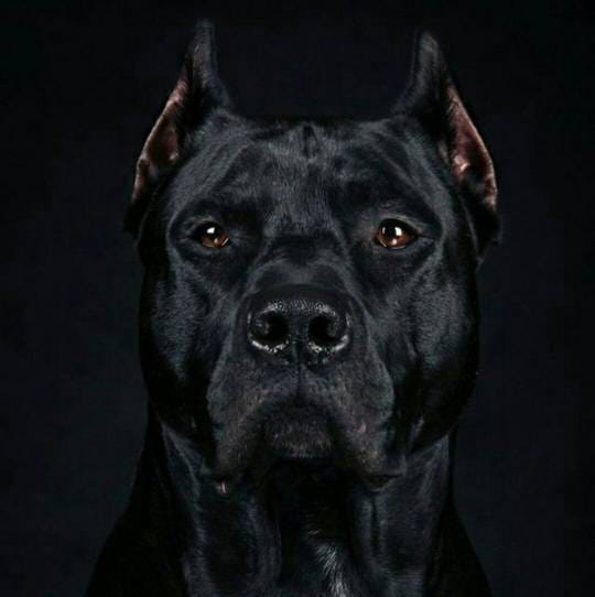 Pisko