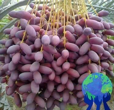 মোহনা